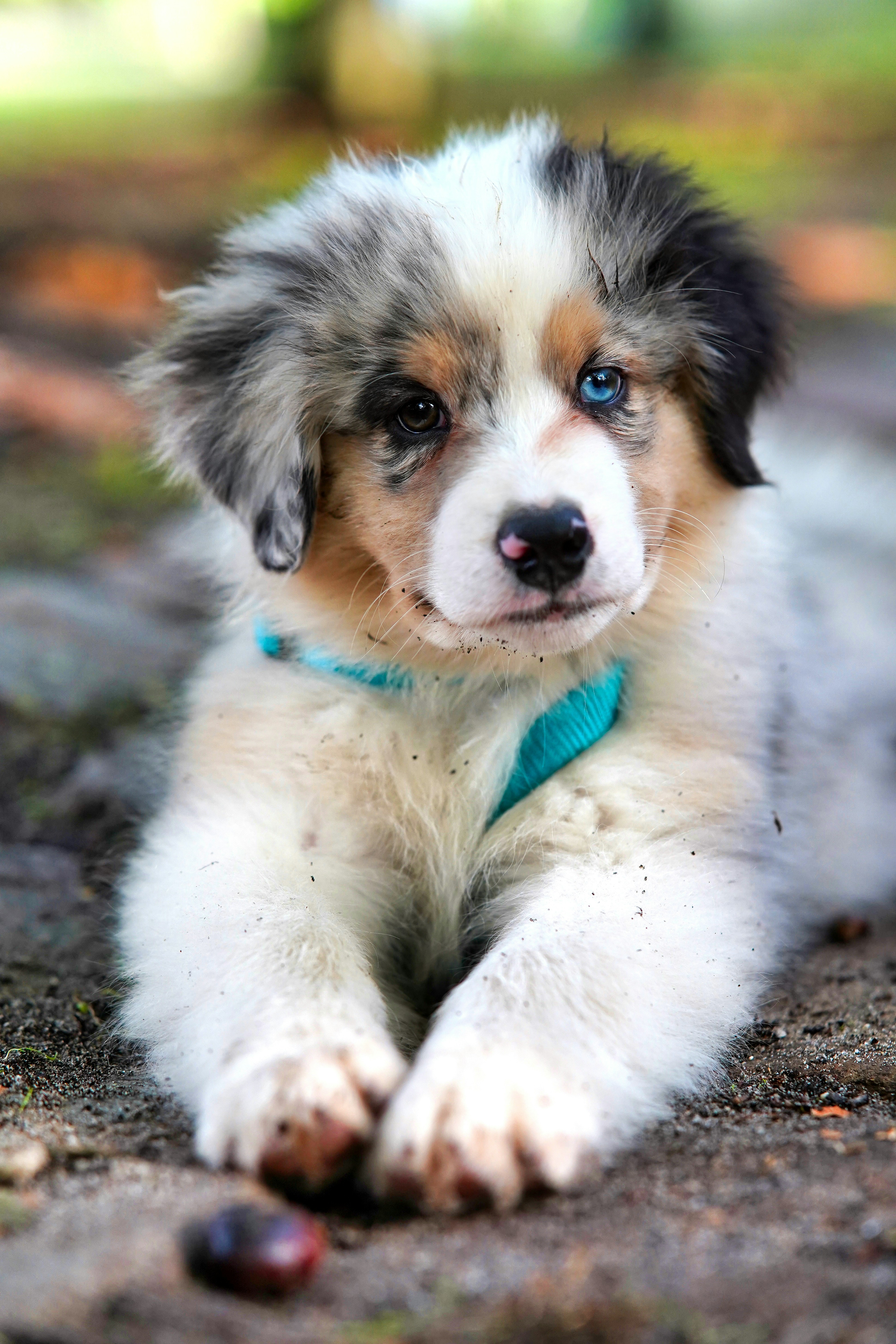 A happy rescue dog looking at the camera